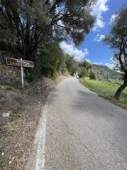 Coll es Grau Forested Climb (Puigpunyent to Esporles direction)